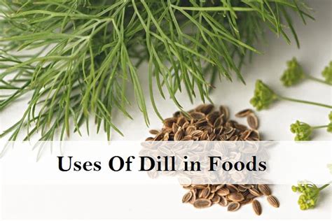 Dill Benefits Types Nutrition Side Effects Uses Moolihai Ayurveda