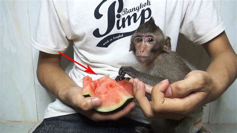 Baby Monkey Jojo Eat Watermelon Cute Face Youtube