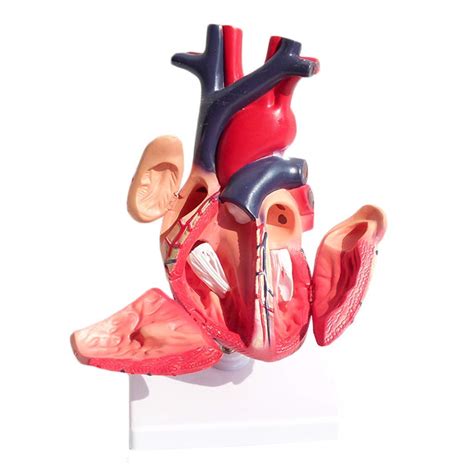 Buy Body Model Anatomical Heart Model Visceral Anatomy B Super Color