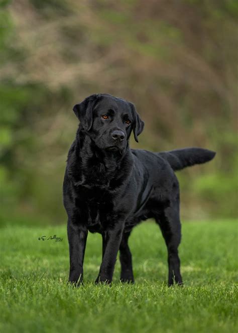 English Labrador Breeders in Tennessee | Smoky Mountain Labradors