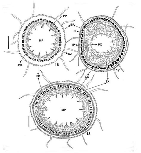 plant stem structures | Stem structure, Climbing plants, Stem