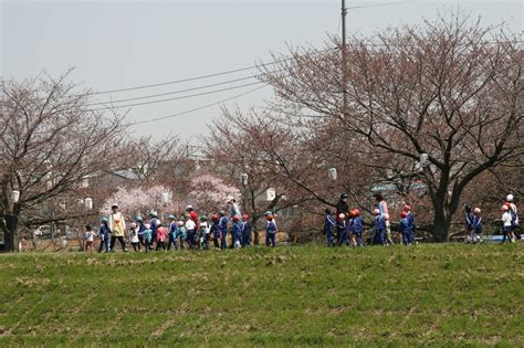 渋田川さくら開花情報 No7／歴史とロマンのふるさと ひらつか豊田／地元密着 ちいき情報局