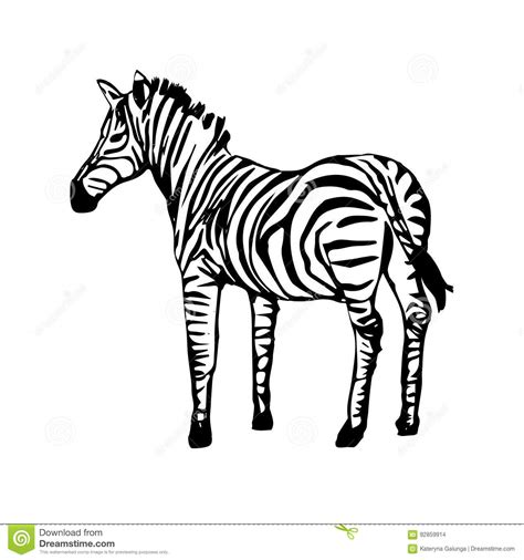 Zebra Isolated On White Background Stock Vector Illustration Of