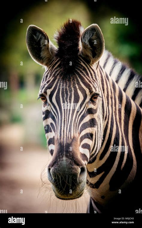 Zebra close up portrait Stock Photo - Alamy