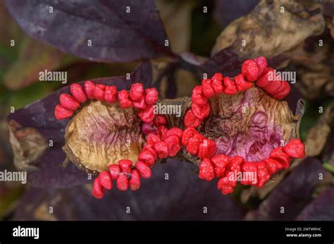 Fruiting Golden Peony Paeonia Daurica Ssp Mlokosewitschii Stock Photo