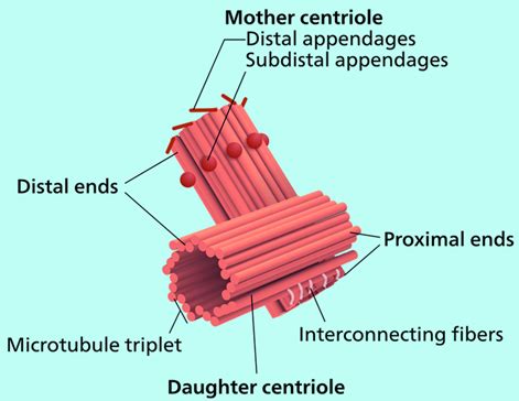 Centrioles-Structure and Functions of Centrioles in Cell Division