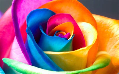 Colorful Rose Wallpapers Wallpaper Cave