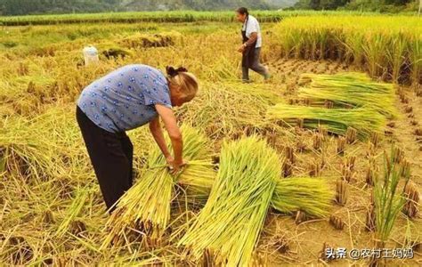 農村為什麼不願意種地了，大叔說出了真相，這難道是農民的心聲嗎 每日頭條