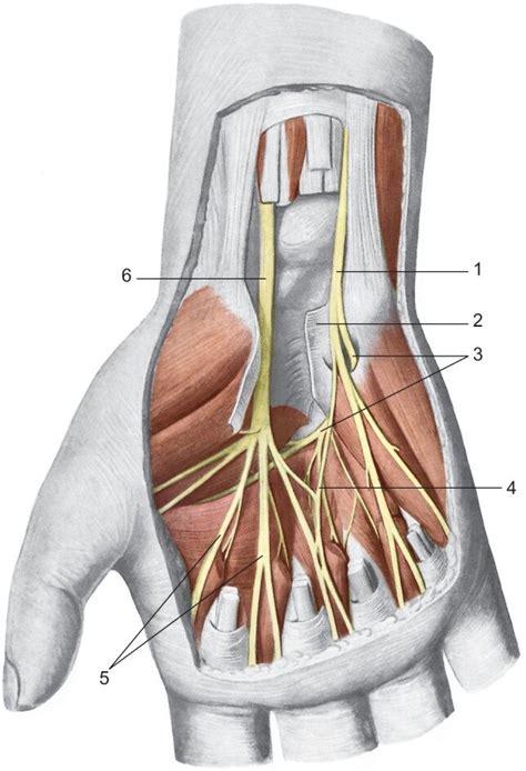 Median And Ulnar Nerve