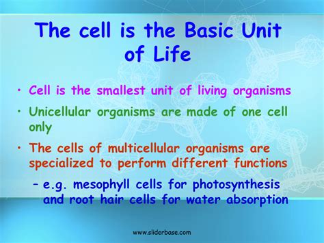 The Cell Is The Basic Unit Of Life