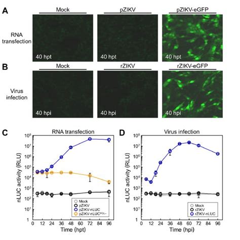 Monitoring Of Reporter Gene Expression A B EGFP Expression BHK 21