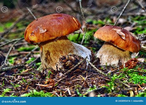 El Hongo Comestible Boletus Edulis Crece En El Bosque Polaco Foto De