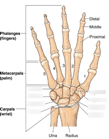 Carpal Bones Labeling Diagram Quizlet