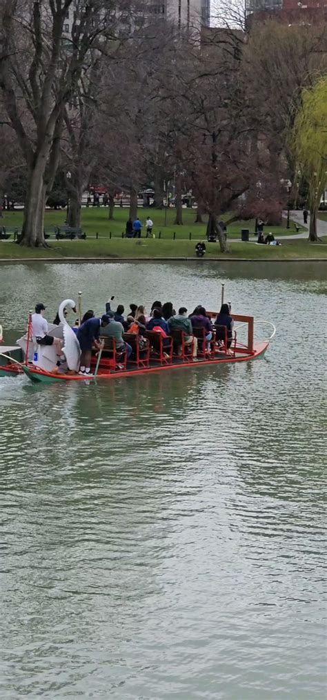 Alert The Swan Boats Are Now Open In Boston Public Garden For The