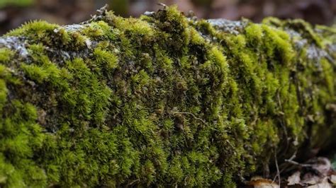 Viejo tronco de árbol cubierto de fondo verde musgo Foto Premium