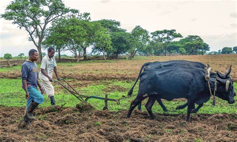 Zimbabwe Farmers Urged To Delay Planting Despite Heavy Rains Pouring