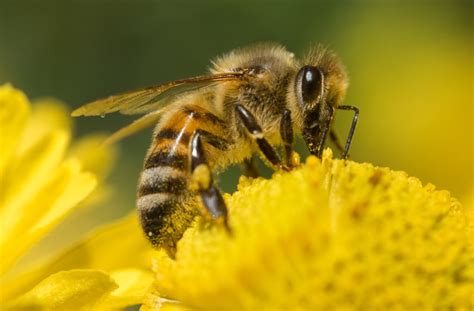 10 Types of Bees and How to Identify Them - Brightly