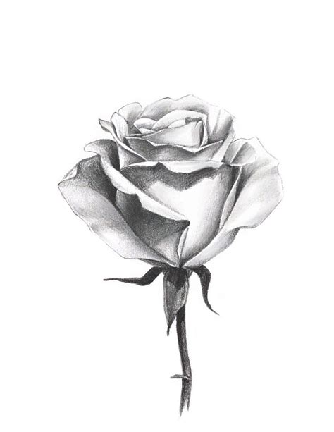 How to draw a rose with a pencil: step by step instructions