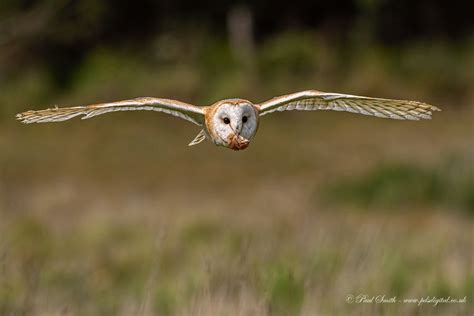 Barn Owl with Prey | Owl, Barn owl, Prey