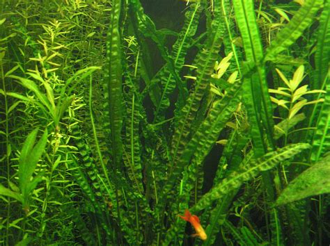 Cryptocoryne Crispatula Var Balansae Gagnep Njacobsen Plants Of