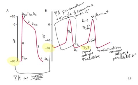 Lectrophysiologie Cardiaque Flashcards Quizlet