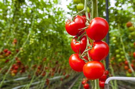 Beefsteak Tomatoes Care And Growing Guide