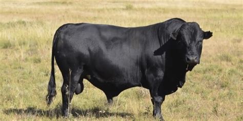 6 African Cattle Breeds with Pictures | Farming Base