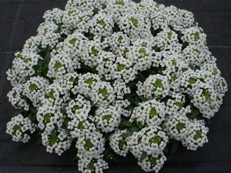 Lobularia maritima Sweetie - White