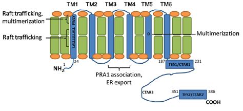 Viruses Free Full Text Nf κb And Irf7 Pathway Activation By Epstein