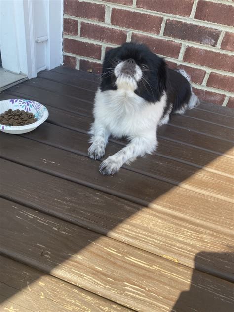 Japanese Chin Puppies For Sale Cincinnati Oh