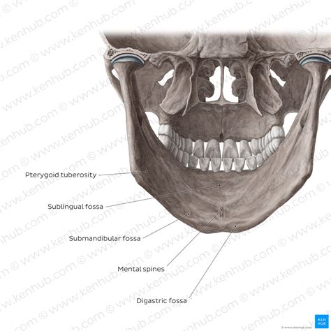 The Mandible Anatomy Structures Fractures Kenhub Porn Sex Picture