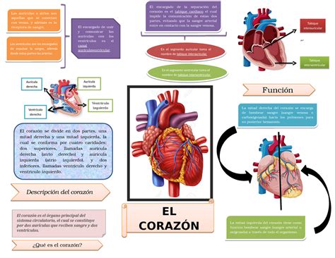 Mapa Mental Coraz N Estructura B Sica Anatomia Studocu