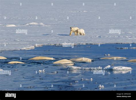 Polar Bear Mother With Cub Walking On The Ice Next To A Pod Of