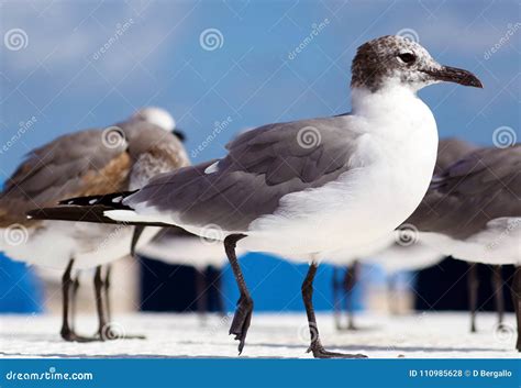 Group Of Laughing Gull Seagull In South Florida Miami Beach Stock Photo