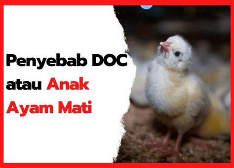 Cara Menentukan Ukuran Kandang Ayam Joperkampung Super Hobi Ternak