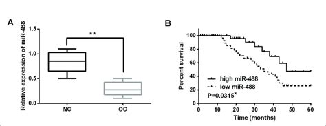 MiR 488 Was Downregulated In OC Tissues A MRNA Expressions Of MiR 488