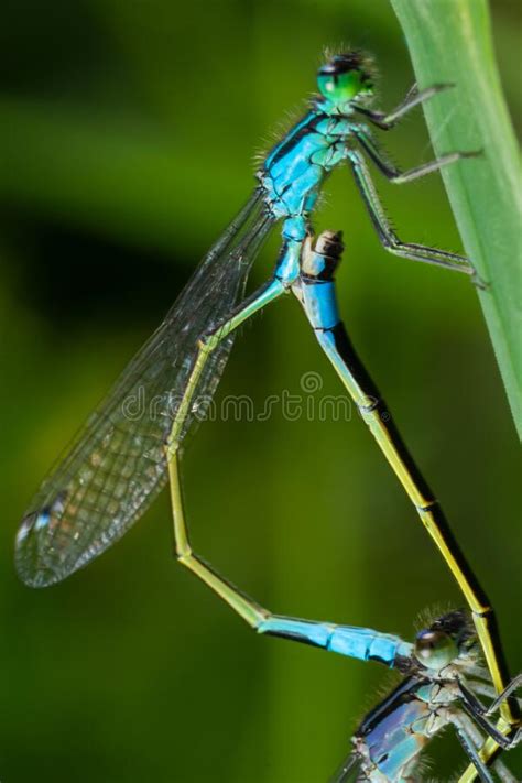 Dragonflies Zygoptera Mate Odonata Stock Photos Free And Royalty Free