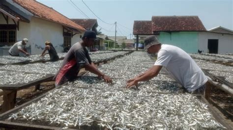 Nelayan Tak Berani Melaut Karena Gelombang Tinggi Ikan Asin Jenis Teri