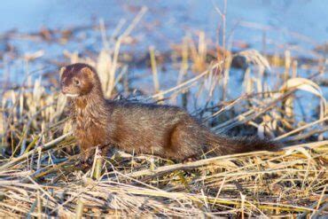 American Mink: Habitat and Characteristics - My Animals