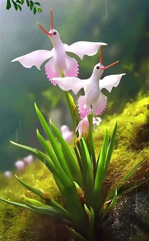 Orchid White Cloud Bird Flower Seed And Egret Orchid Flower