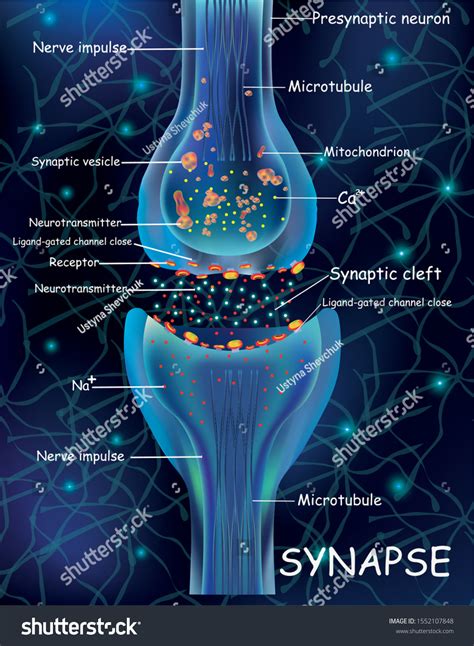 Anatomy Synapse Cells Transmission Signal Impulse Stock Vector Royalty