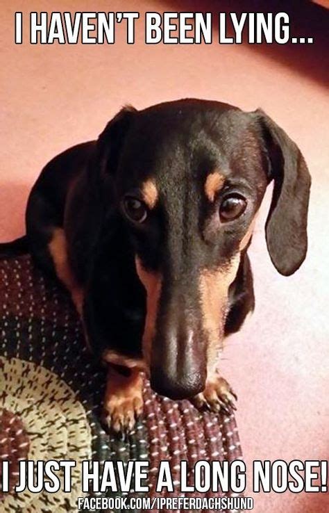 61 Funny Dachshund Photos Ideas Dachshund Funny Dachshund Dachshund