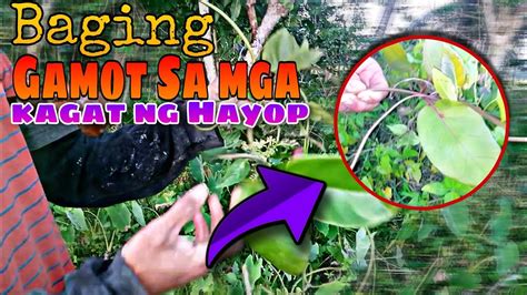 HALAMANG BAGING GAMOT SA MGA KAGAT NG HAYOP YouTube