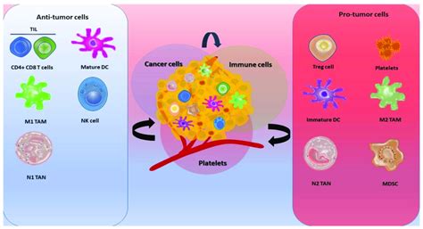 In The Tumor Microenvironment Tme Cells Have Specific Components And