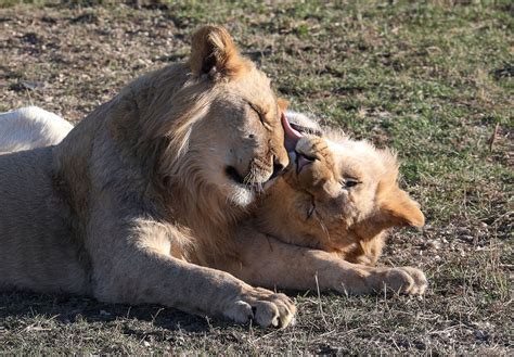 Top Imagen Viven Los Leones Abzlocal Mx