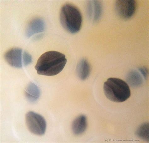 Spotted salamanders, now with spines! | Curious Needleworks