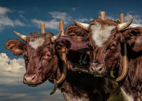 Team Of Oxen Photograph By Randall Nyhof