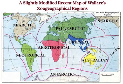 Different Regions Of The Zoo