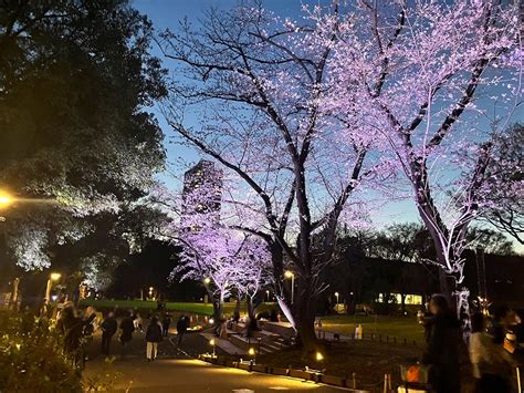 新宿中央公園 夜桜ライトアップ 新宿中央公園