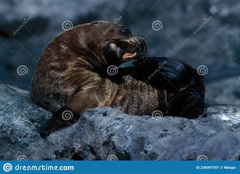 Sea lion stock image. Image of animal, male, cove, ocean - 236997501